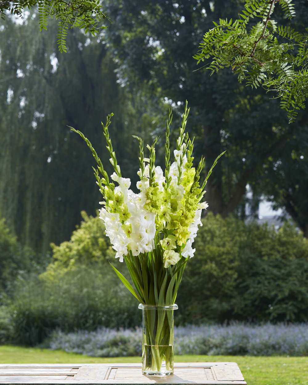 Gladiolusmix 'Lime Sorbet'